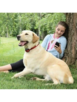 Collier Anti-fugue Chien Stay And Play Petsafe (15 à 71cm) 5 Collier Anti-fugue Chien Stay And Play Petsafe (15 à 71cm) -Chien Produits Boutique collier anti fugue chien stay and play petsafe 15 a 71cm 2