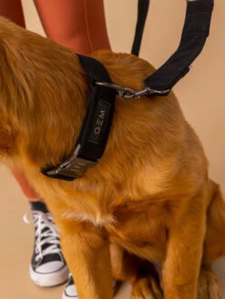 Collier En Velours Cotelé GEM -Chien Produits Boutique collier en velours cotele gem sellerie chien 3