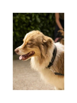 PÉNÉLOPE Collier Pour Chien Cuir Point Sellier Pénélope -Chien Produits Boutique collier pour chien cuir point sellier penelope 2