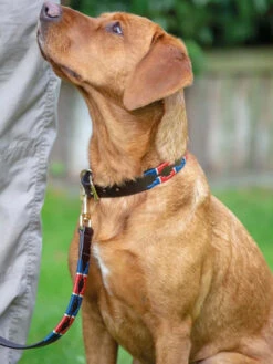 Collier Pour Chien Digby & Fox 9 Collier Pour Chien Digby & Fox -Chien Produits Boutique collier pour chien digby fox 4