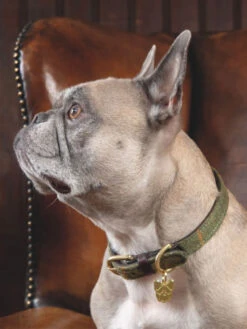 Collier Pour Chien Digby & Fox Tweed 5 Collier Pour Chien Digby & Fox Tweed -Chien Produits Boutique collier pour chien digby fox tweed 2