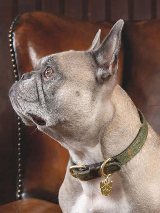 Collier Pour Chien Digby & Fox Tweed 3 Collier Pour Chien Digby & Fox Tweed – Image 3