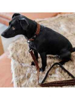 Collier Pour Chien Léopard Kentucky