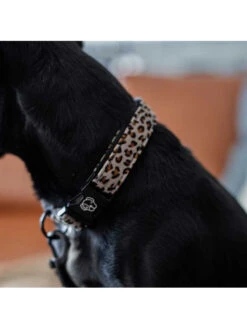 Collier Pour Chien Léopard Kentucky -Chien Produits Boutique collier pour chien leopard kentucky 3