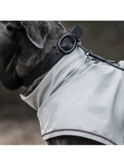 Collier Pour Chien Soft Rubber Kentucky -Chien Produits Boutique collier pour chien soft rubber kentucky 2