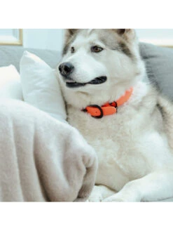 Collier Pour Chien Soft Rubber Kentucky -Chien Produits Boutique collier pour chien soft rubber kentucky 4