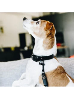 Collier Pour Chien Soft Rubber Kentucky -Chien Produits Boutique collier pour chien soft rubber kentucky 5