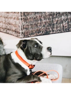 Collier Pour Chien Soft Rubber Kentucky -Chien Produits Boutique collier pour chien soft rubber kentucky 7