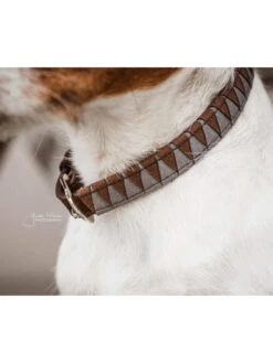 Collier Pour Chien Triangle Kentucky -Chien Produits Boutique collier pour chien triangle kentucky 5