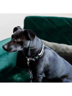 Collier Pour Chien Zebra Kentucky -Chien Produits Boutique collier pour chien zebra kentucky 2