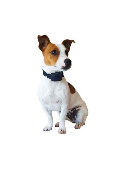 Collier Supplémentaire Num'axes Canifugue Small 1 Collier Supplémentaire Num'axes Canifugue Small