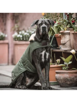 Couverture Chien Imperméable Kentucky -Chien Produits Boutique couverture chien impermeable kentucky 5