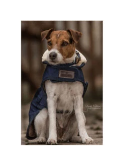 Couverture Chien Matelassée Kentucky 13 Couverture Chien Matelassée Kentucky -Chien Produits Boutique couverture chien matelassee kentucky 6