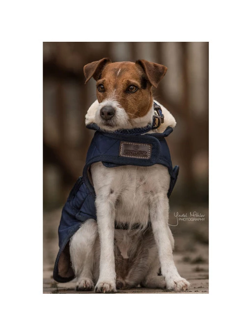 Couverture Chien Matelassée Kentucky 7 Couverture Chien Matelassée Kentucky – Image 7