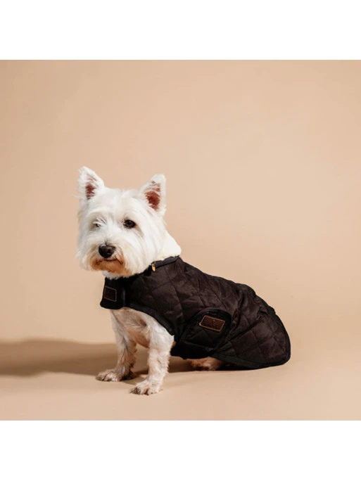 Couverture Matelassée Chien édition Limitée Kentucky 2 Couverture Matelassée Chien édition Limitée Kentucky – Image 2