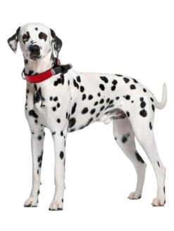 Eyenimal Dog Videocam