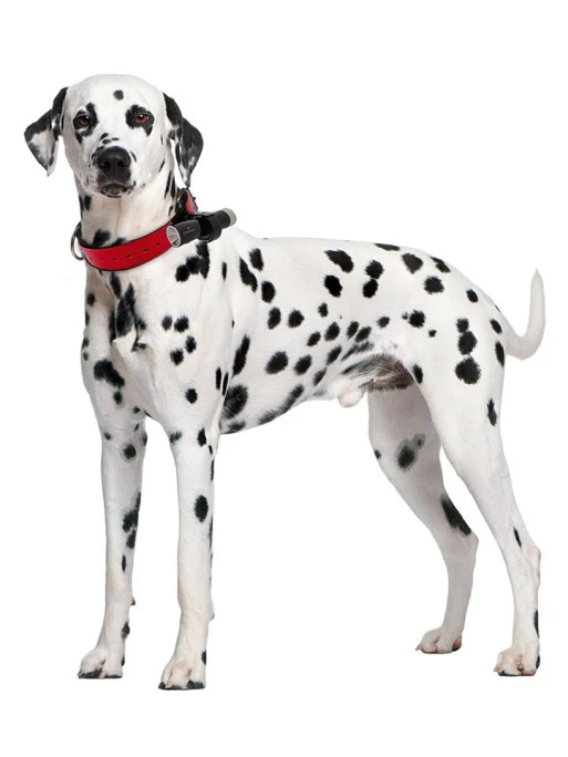 Eyenimal Dog Videocam 1 Eyenimal Dog Videocam