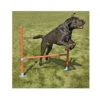 Rosewood Haie Agility Garden