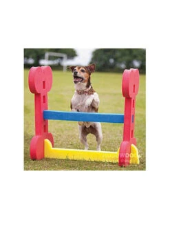 Rosewood Haie Agility Indoor