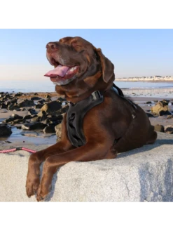 Kurgo Harnais - JOURNEY AIR - Noir -Chien Produits Boutique harnais journey air noir 2