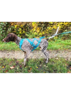 Harnais X-Back Phoenix ALM I-DOG 8 Harnais X-Back Phoenix ALM I-DOG -Chien Produits Boutique harnais phoenix gamme alm bleu 2