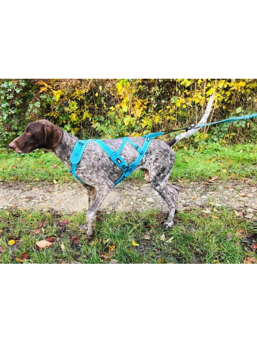 Harnais X-Back Phoenix ALM I-DOG 3 Harnais X-Back Phoenix ALM I-DOG – Image 3