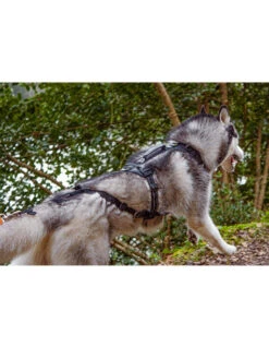 Harnais Raidlight I-Dog -Chien Produits Boutique harnais raidlight i dog 3