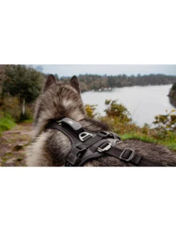 Harnais Raidlight I-Dog -Chien Produits Boutique harnais raidlight i dog 4