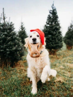 Jouet à Mâcher Dental Chew Benebone -Chien Produits Boutique jouet a macher dental chew benebone mastication chien 2