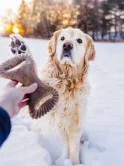 Jouet à Mâcher Dental Chew Benebone -Chien Produits Boutique jouet a macher dental chew benebone mastication chien 4
