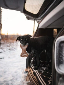 Jouet à Mâcher Dental Chew Benebone -Chien Produits Boutique jouet a macher dental chew benebone mastication chien 5