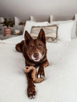 Jouet à Mâcher Et Distributeur De Friandises Tripebone Benebone -Chien Produits Boutique jouet a macher distributeur de friandises tripebone benebone 2