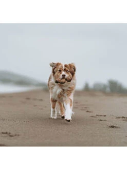 Jouet à Mâcher Et Distributeur De Friandises Tripebone Benebone