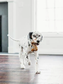 Jouet à Mâcher Et Distributeur De Friandises Tripebone Benebone -Chien Produits Boutique jouet a macher distributeur de friandises tripebone benebone 4