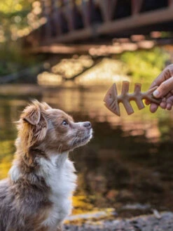 Jouet à Mâcher Fishbone Benebone -Chien Produits Boutique jouet a macher fishbone benebone jouet a mastiquer chien 2