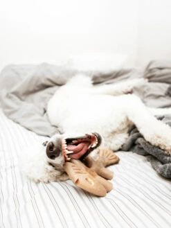 Jouet à Mâcher Fishbone Benebone -Chien Produits Boutique jouet a macher fishbone benebone jouet a mastiquer chien 3