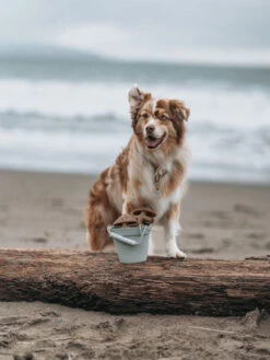 Jouet à Mâcher Fishbone Benebone -Chien Produits Boutique jouet a macher fishbone benebone jouet a mastiquer chien 5