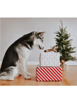 Jouet à Mâcher Stick Benebone -Chien Produits Boutique jouet a macher stick benebone jouet pour mastication chien 3