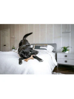 Jouet à Mâcher Stick Benebone -Chien Produits Boutique jouet a macher stick benebone jouet pour mastication chien 4