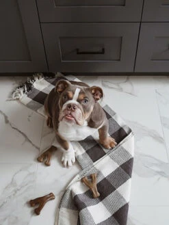 Jouet à Mâcher Wishbone Benebone -Chien Produits Boutique jouet a macher wishbone benebone jouet a mastiquer chien 2