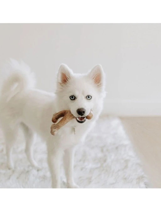 Jouet à Mâcher Wishbone Chiot Benebone 2 Jouet à Mâcher Wishbone Chiot Benebone – Image 2