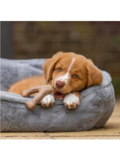 Jouet à Mâcher Wishbone Chiot Benebone 10 Jouet à Mâcher Wishbone Chiot Benebone -Chien Produits Boutique jouet a macher wishbone chiot benebone jouet a mastiquer 3