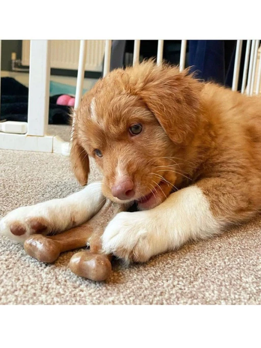 Jouet à Mâcher Wishbone Chiot Benebone 5 Jouet à Mâcher Wishbone Chiot Benebone – Image 5