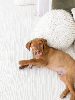 Jouet à Mâcher Wishbone Chiot Benebone 12 Jouet à Mâcher Wishbone Chiot Benebone -Chien Produits Boutique jouet a macher wishbone chiot benebone jouet a mastiquer 5