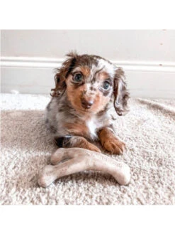 Jouet à Mâcher Wishbone Chiot Benebone 13 Jouet à Mâcher Wishbone Chiot Benebone -Chien Produits Boutique jouet a macher wishbone chiot benebone jouet a mastiquer 6