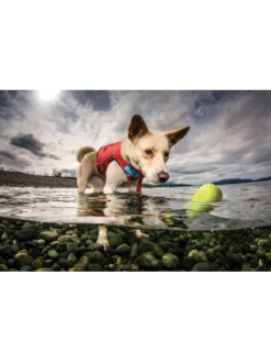 Kurgo Jouet Flottant - SKIPPING TONES Lot De 2 -Chien Produits Boutique jouet flottant skipping tones lot de 2 3