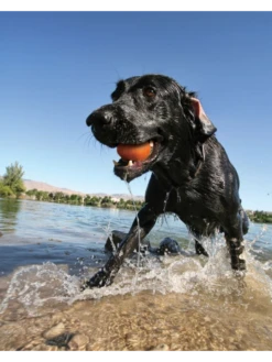 Kurgo Jouet Flottant - SKIPPING TONES Lot De 2 -Chien Produits Boutique jouet flottant skipping tones lot de 2 4