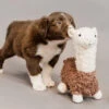 Jouet Pour Chien Alpaga Alfredo Kentucky