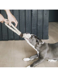 Jouet Pour Chien Cotton Rope 8-Loop Kentucky