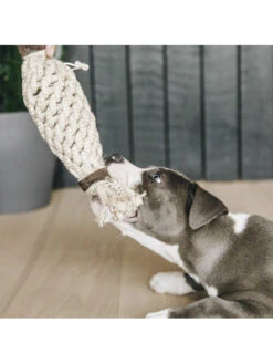 Jouet Pour Chien Cotton Rope Pineapple Kentucky -Chien Produits Boutique jouet pour chien cotton rope pineapple kentucky 2